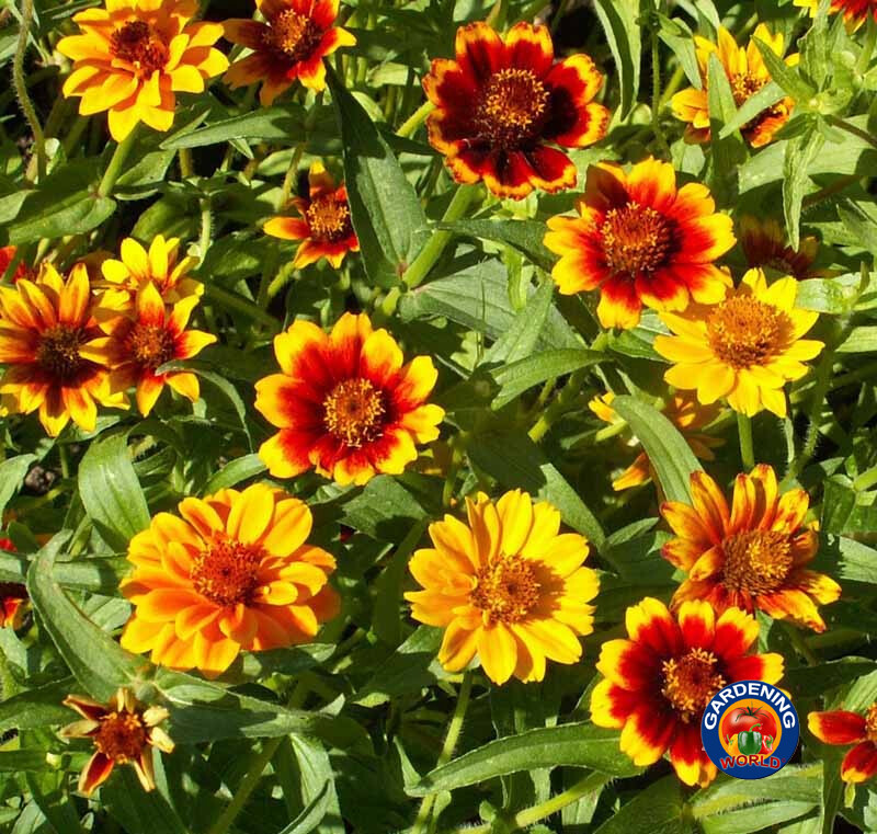 1oz Zinnia Flower Seeds Persian Carpet Mexican Haageana Mix *Approx 16,000 Seeds