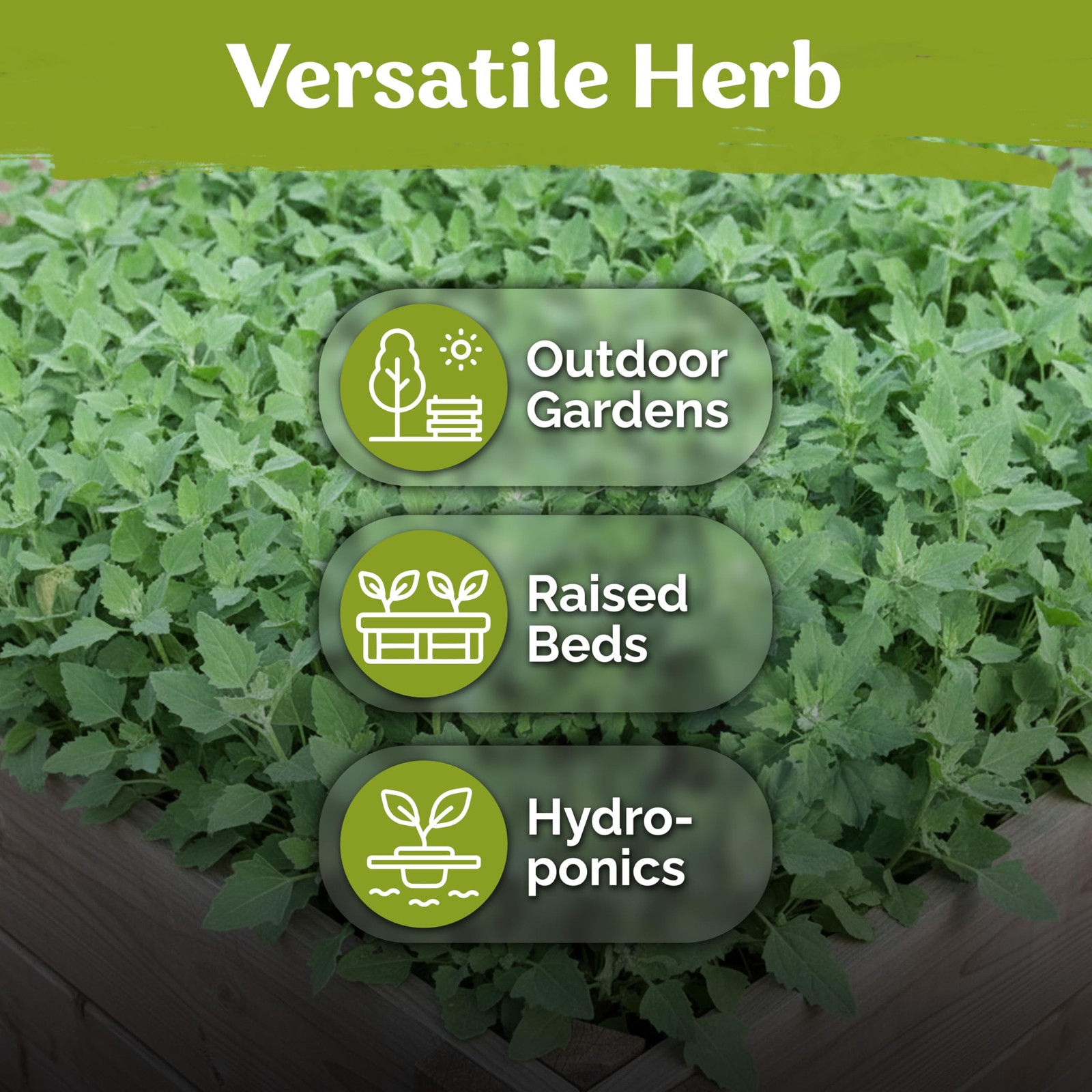KVITER 1000 Lambs Quarters Seeds (Chenopodium Album)