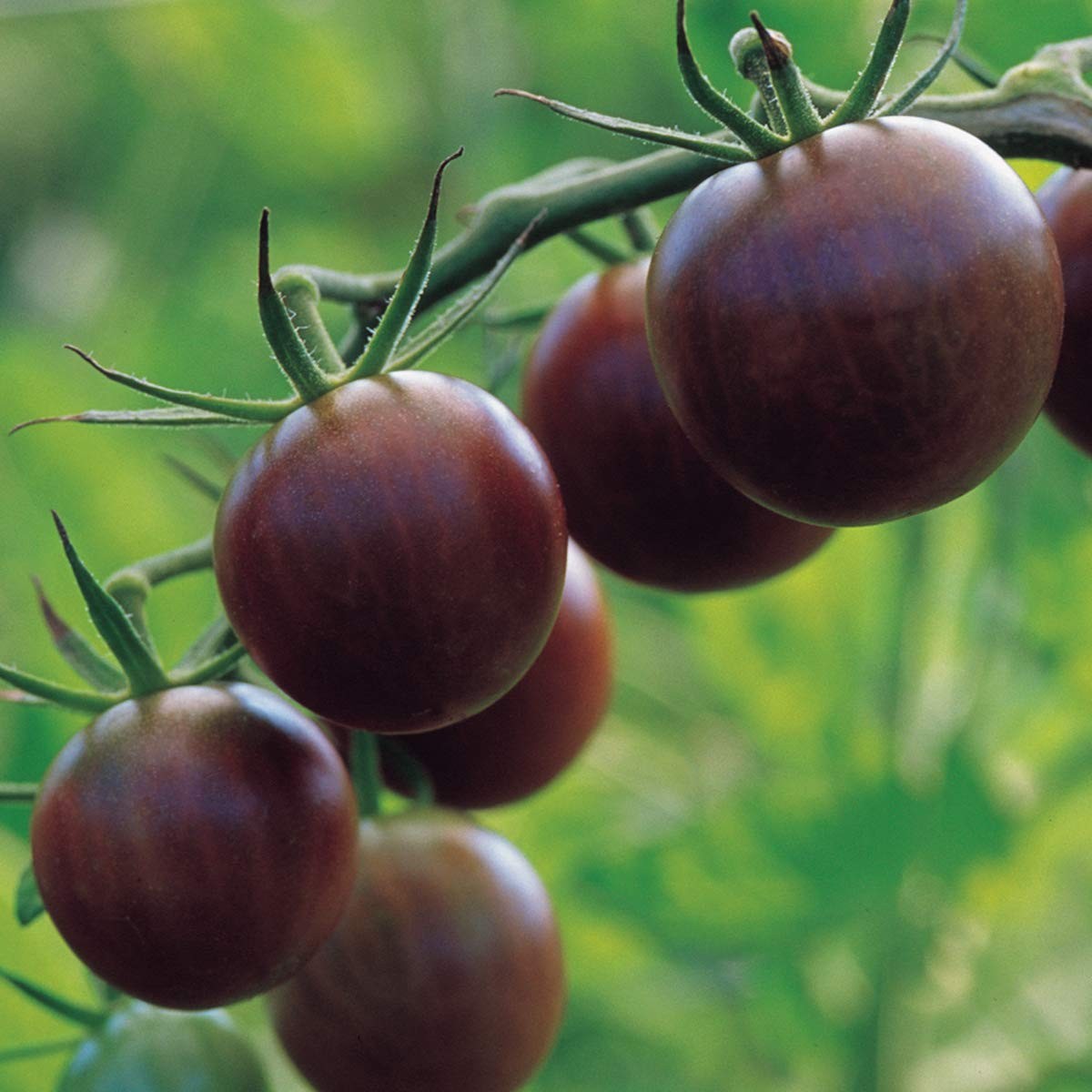 ‘Black Cherry’ Tomato, Purple Cherry Tomato, Sweet Rich Flavor, 30 NonGMO Seeds