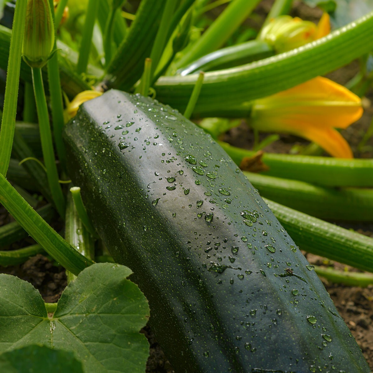 1 Lb Dark Green Zucchini Summer Squash Seeds – Everwilde Farms Mylar Seed Packet