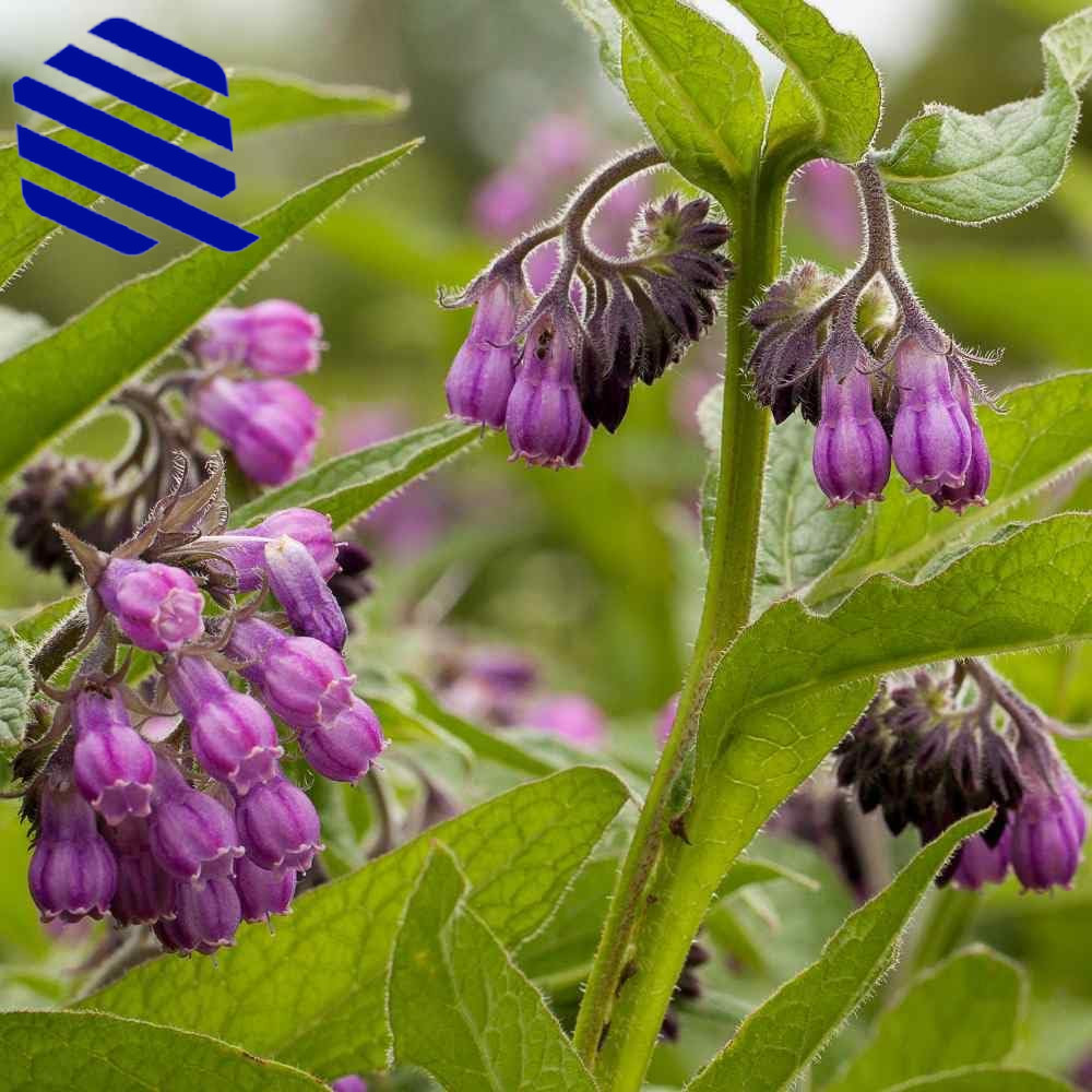 80 Symphytum Officinale Comfrey Seeds Non-Gmo Heirloom Fresh Garden Seeds