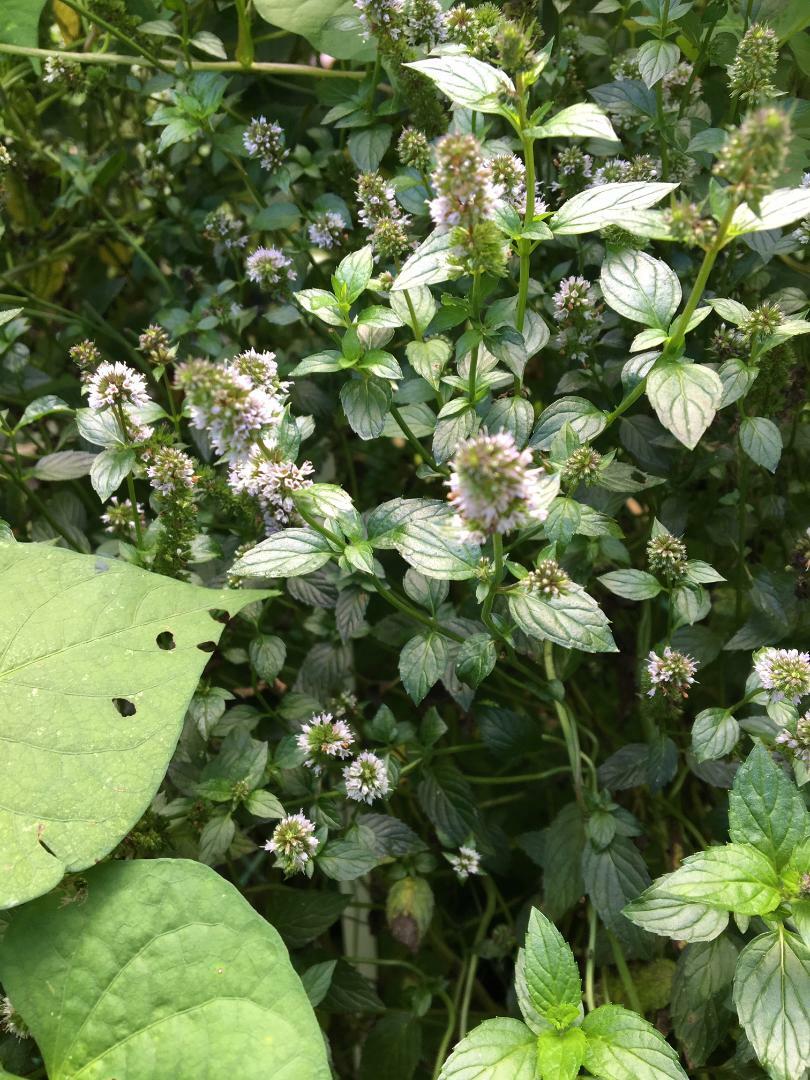 Chocolate Mint Herb Plant 25 Seeds USA Seller USA Seller Home Grown