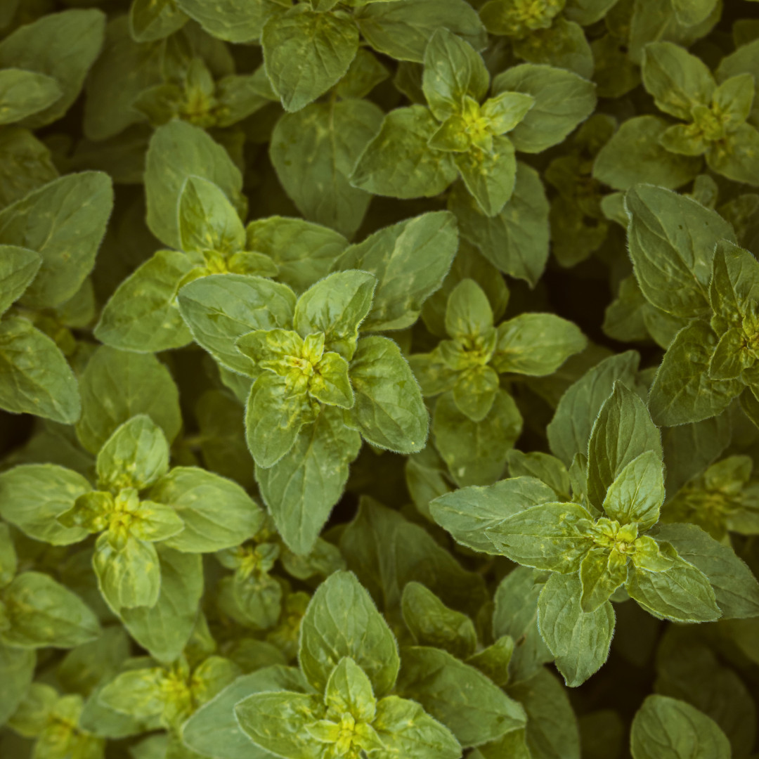 Fresh Oregano Seeds | Italian | Herb | Culinary | Heirloom Non-GMO | Herb Seeds