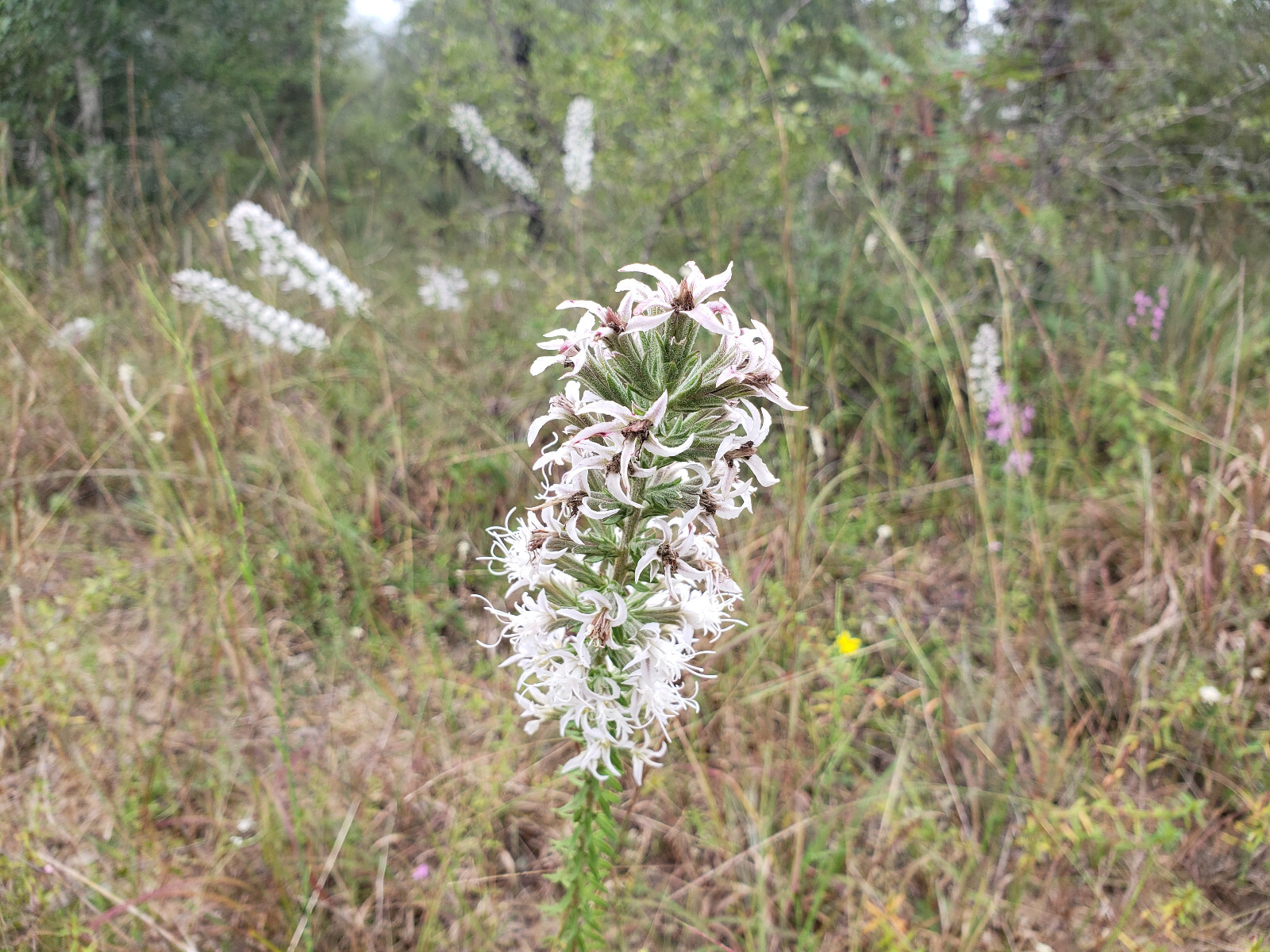 Elegant Blazingstar | 25 Seeds | Liatris Elegans | Gayfeather | White Flowering