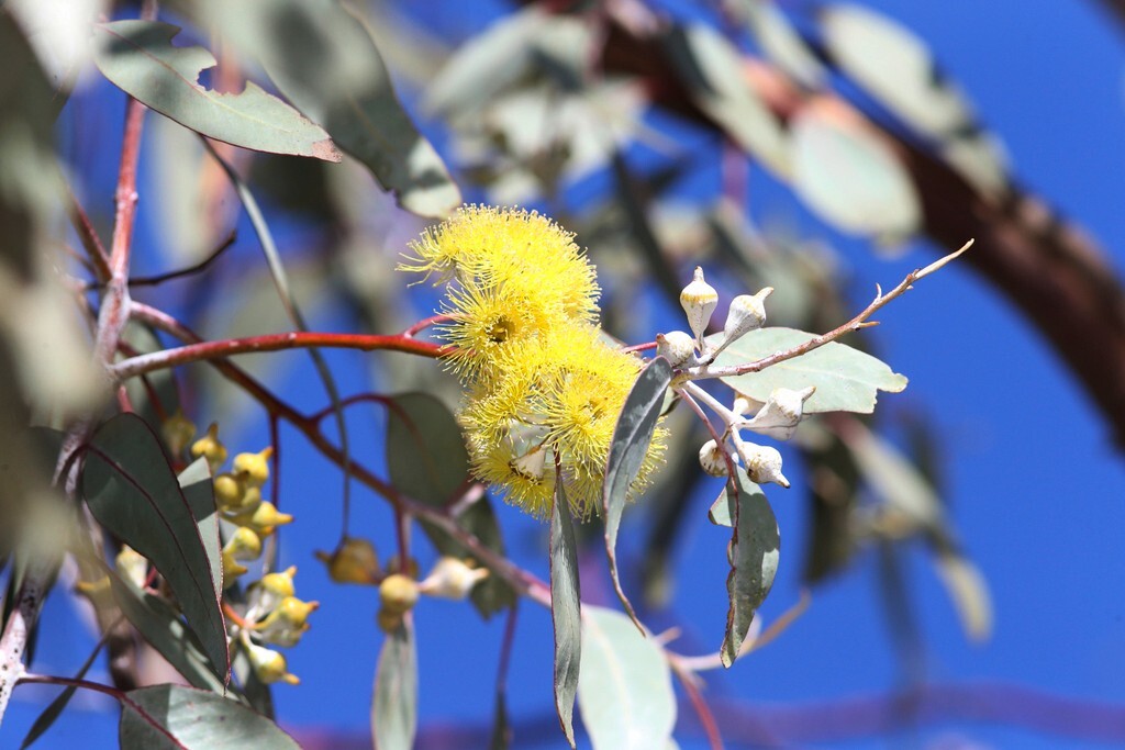 50+ Eucalyptus woodwardii Seeds – ‘Gungurra’, ‘Lemon-flowered Mallee’