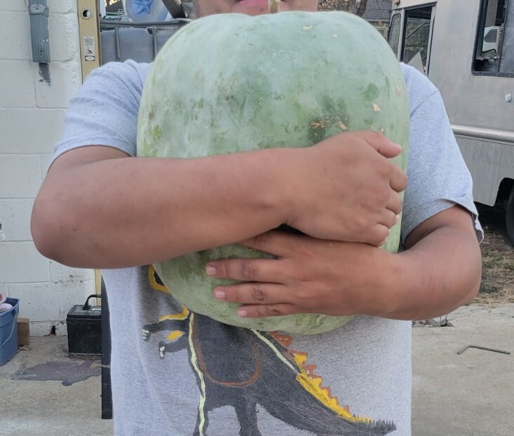50 seeds GIANT Benincasa hispida, Wax Gourd, Ash Gourd, Winter Melon tracking