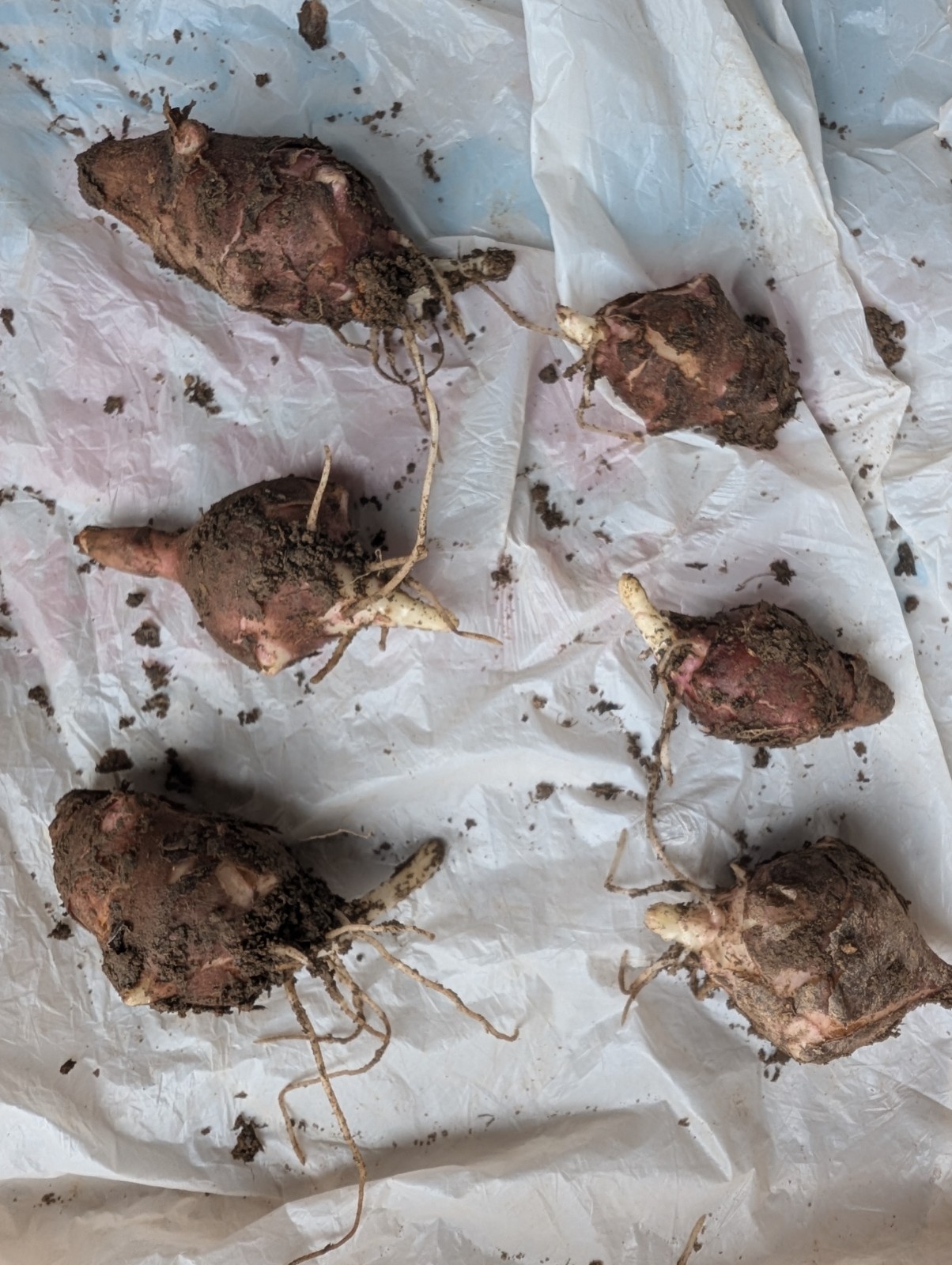 6 Medium red organic Jerusalem Artichoke Tubers FOR PLANTING