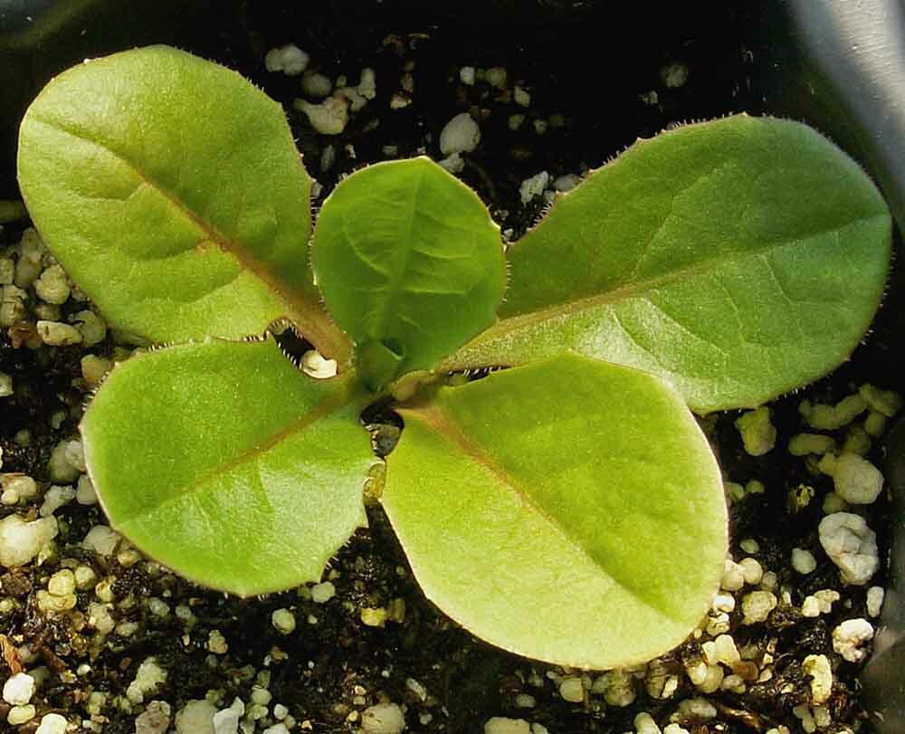 1000 Chicory Seeds Cichorium intybus