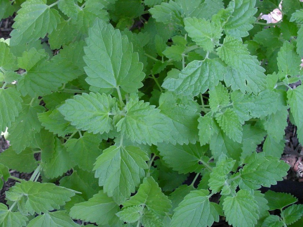 Catnip Seeds 1500+ Herb Perrenial Garden NON-GMO USA FREE SHIPPING