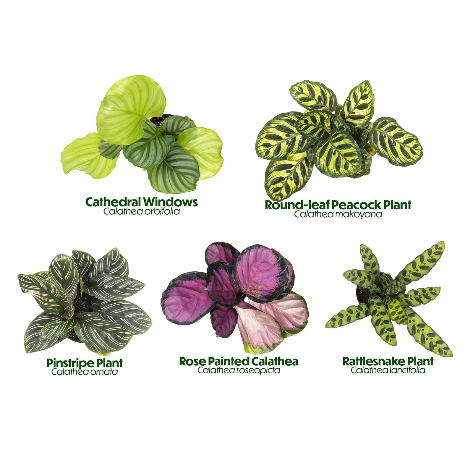 Calathea Prayer Plants Live House Plants 4pk Pet Friendly Indoor Plants Prayer