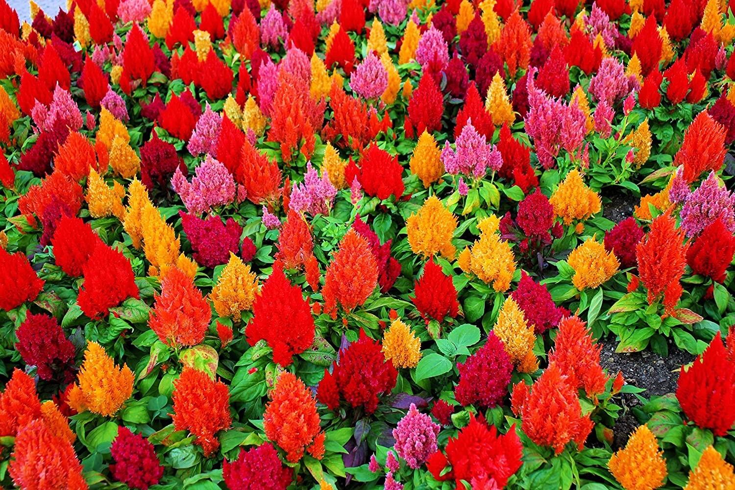 200 Mixed Color Pampas Plume Seeds to Plant Celosia