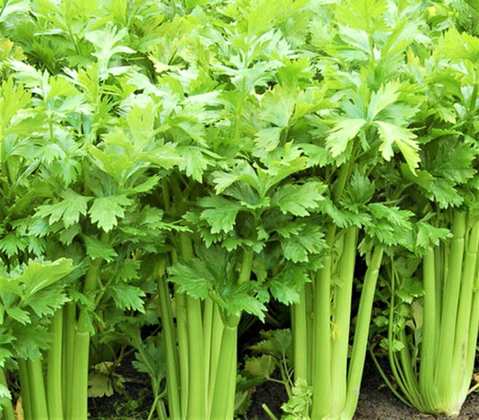 Tall Utah 52 Celery Seeds 1,000 Seeds NON-GMO–BUY 4 ITEMS FREE SHIPPING