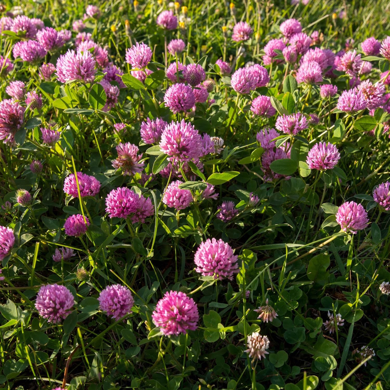 Perennial Red Clover Seeds – 2 lbs. Self-Seeding, Nitrocoated, Inoculated Clo…