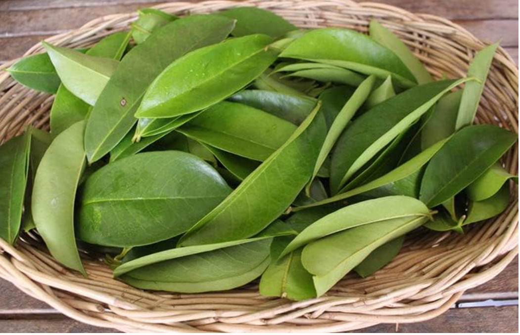 2 oz Soursop Leaves for Tea Lovers, Dried Graviola Leaves, Annona Muricata Leave
