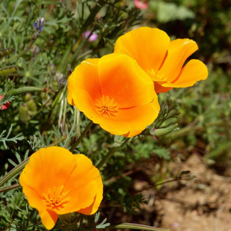 501+CALIFORNIA POPPY MIX Native Wildflower Seeds Flower Garden Patio Container