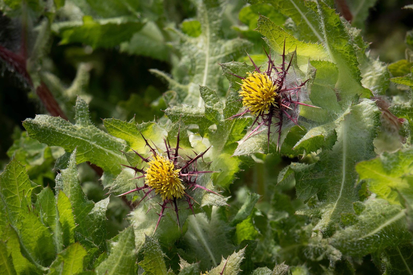 Blessed Thistle Seeds (Cnicus benedictus) ~Traditional Herb Pollinator Garden