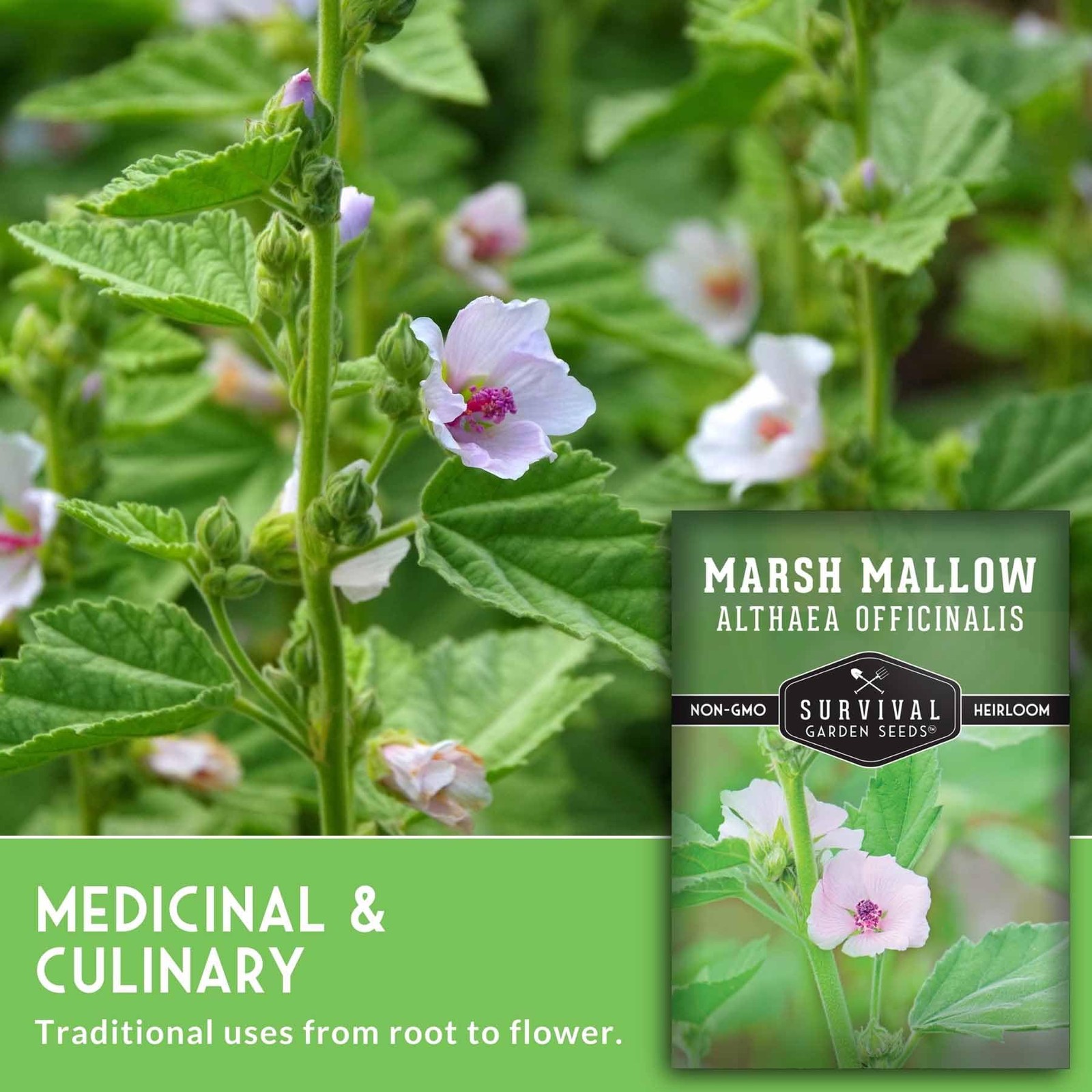 Marshmallow Seeds for Herb Garden – Non-GMO Medicinal Planting Kit (3 Pack)