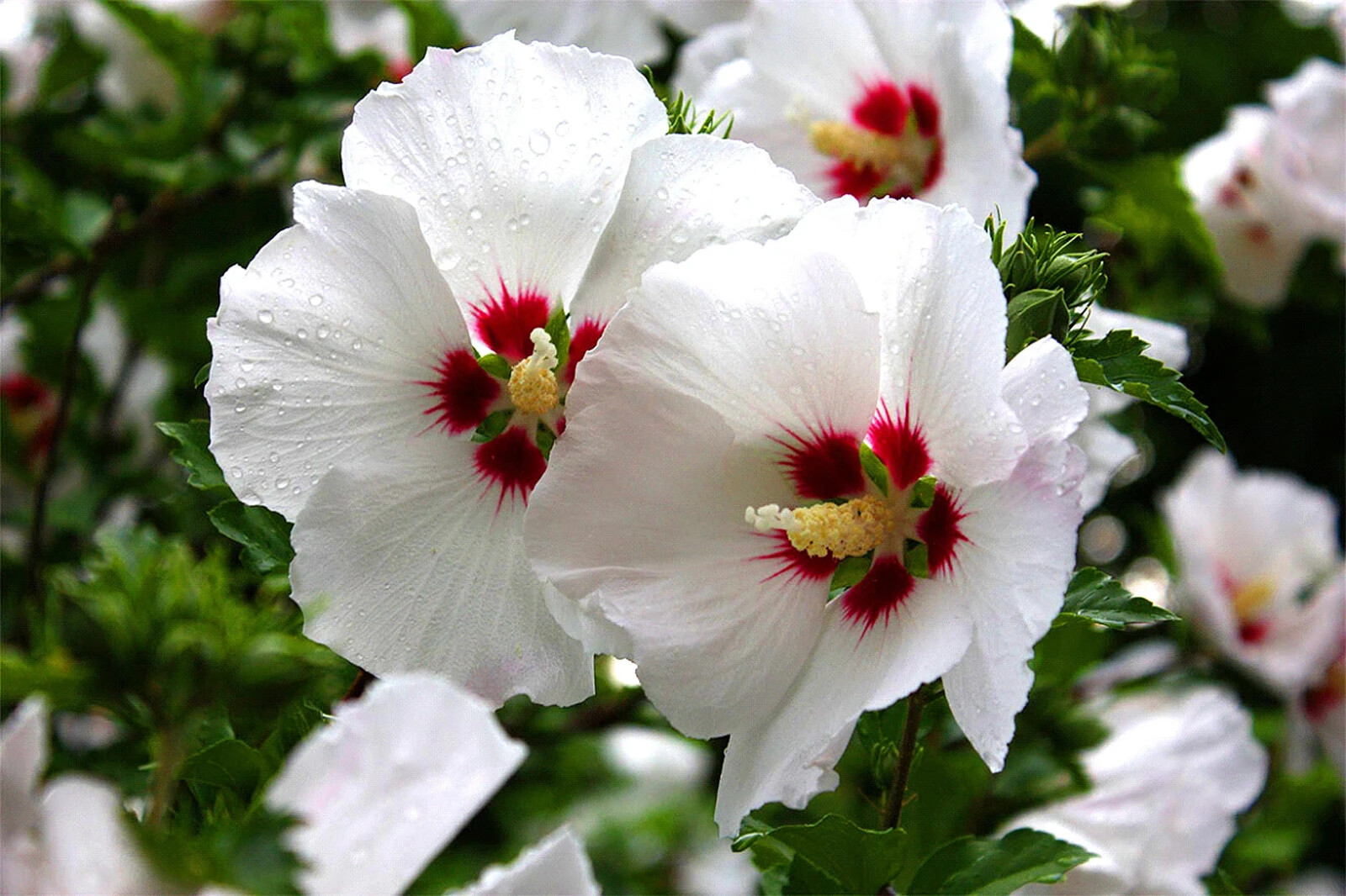 🌼Flower Seeds🌼Rose Of Sharon🌼50+ Seeds🌼 Free Shipping!🌼White w/ Pink Center