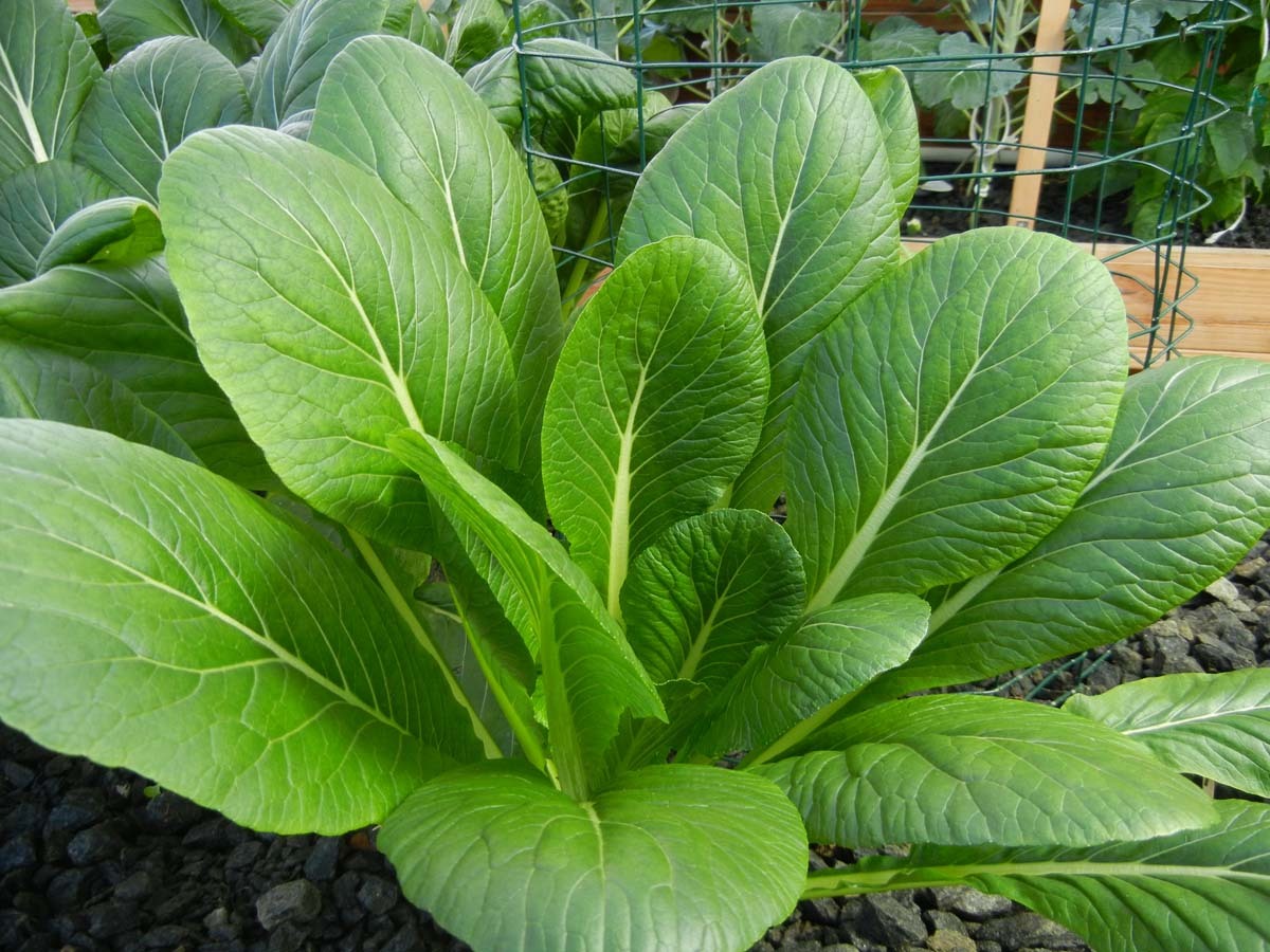 2000 Komatsuna Seeds Spinach Greens Japanese Mustard