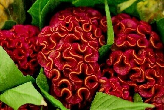 Purple w/ Orange Tips Brain Celosia 25+ SEEDS Comb.S/H