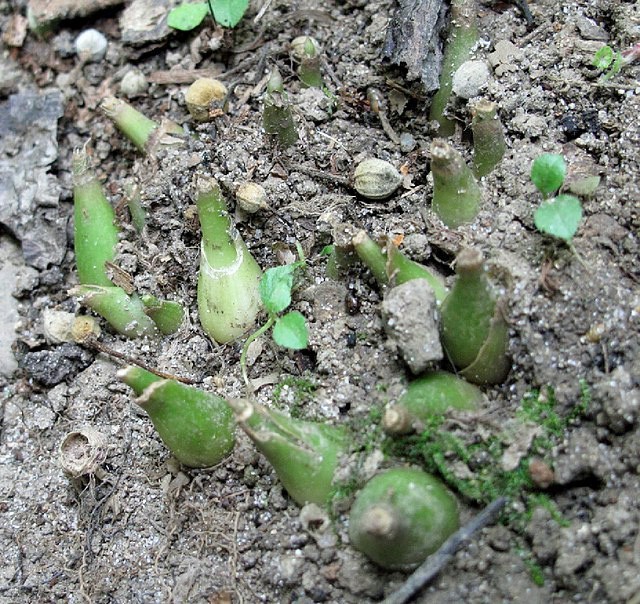 Allium tricoccum | Ramps | 20 Seeds
