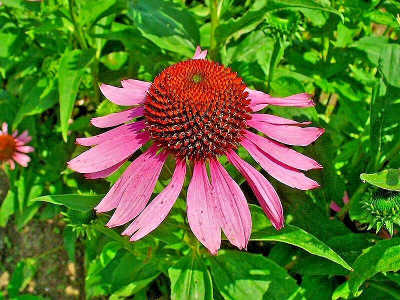 PURPLE ECHINACEA 101 SEEDS, CONEFLOWER, LARGE DAISY-LIKE FLOWERS, EZ TO GROW