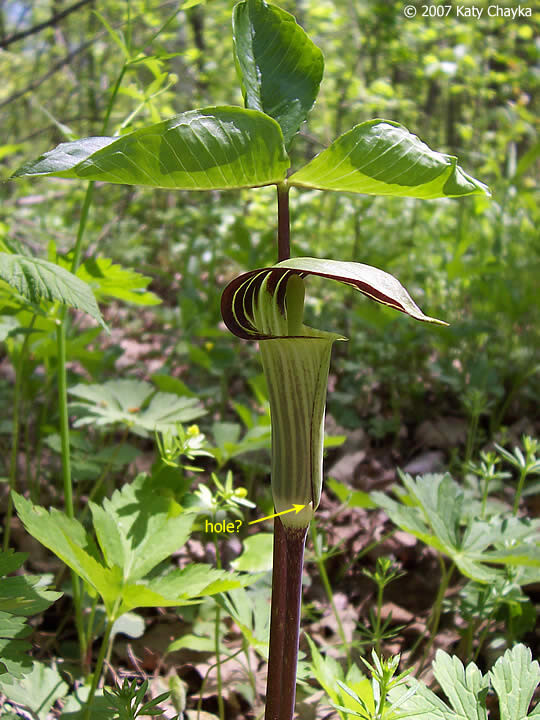 2 JACK IN THE PULPIT CORMS Arisaema Triphyllum large four year(001b)