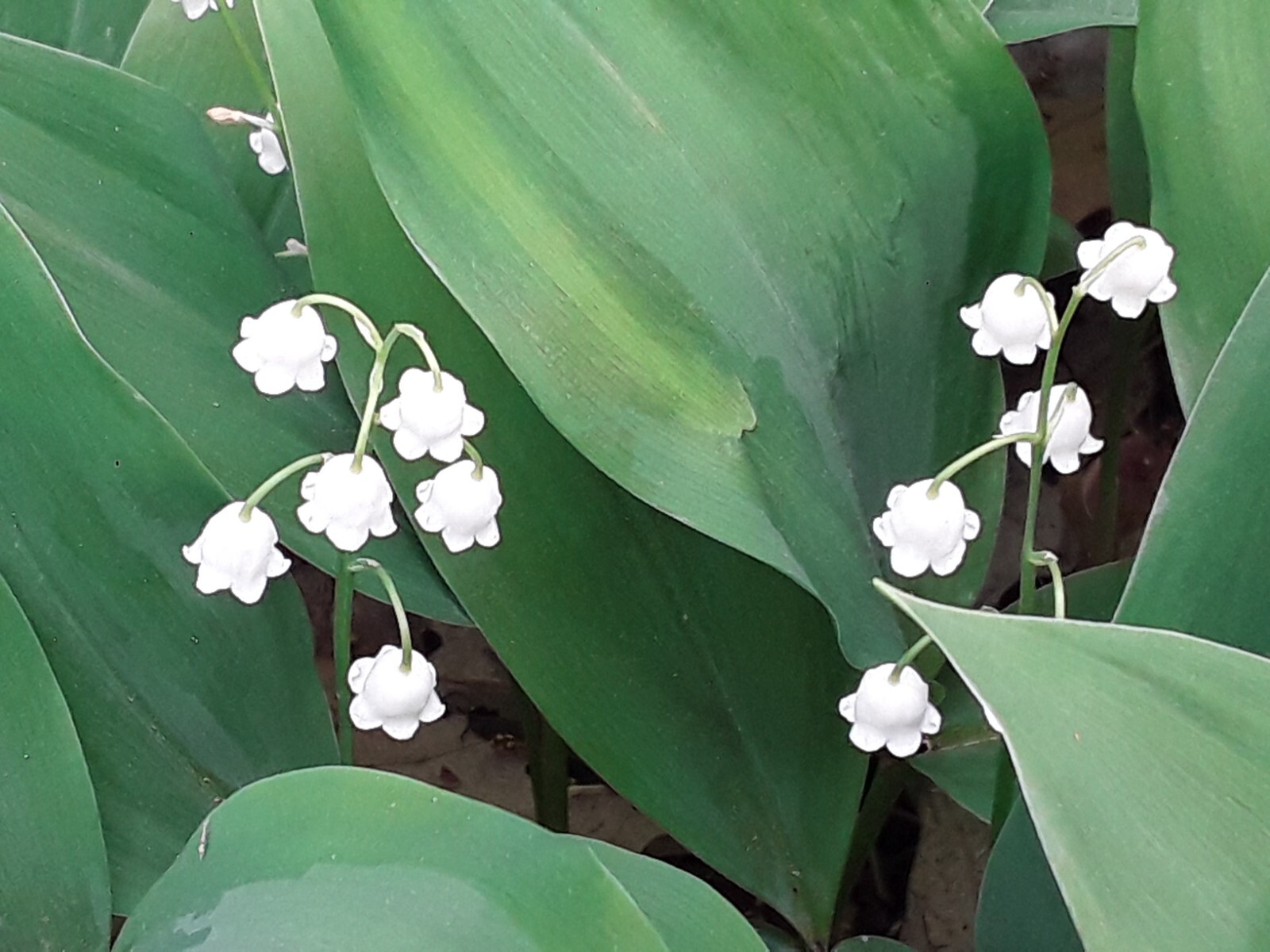 Convallaria majalis — Lily of the Valley 20 bare-root plants — from Michigan!