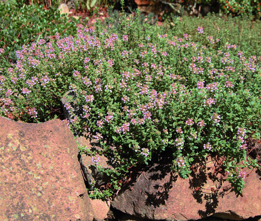 CREEPING THYME Ground Cover Thymus Serpyllum – 55,000 Bulk Seeds