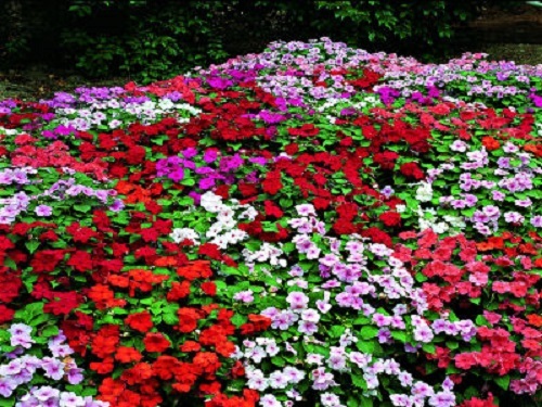 50 Impatiens Seeds Accent Premium Mix Flower Seeds