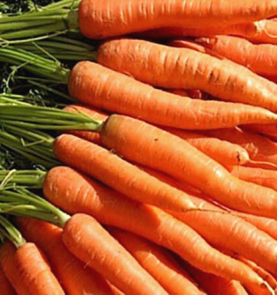 Little Finger Carrot Seeds 500+ SEEDS NON-GMO –BUY 4 ITEMS FREE SHIPPING
