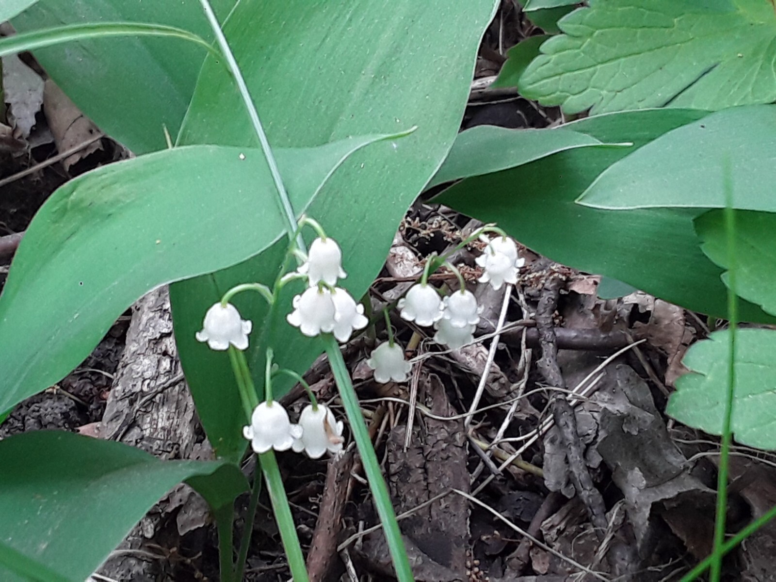 Convallaria majalis — Lily of the Valley 20 bare-root plants — from Michigan!
