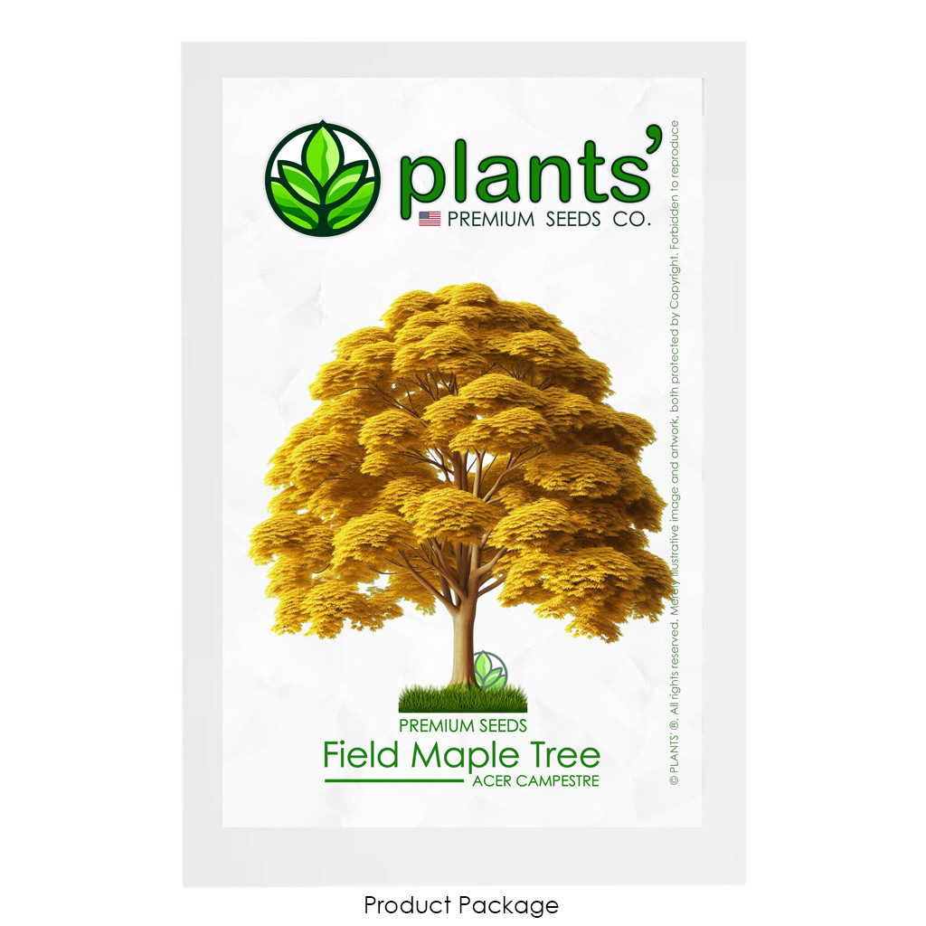 Field Maple Tree | Premium Seeds | Acer campestre ‘Fall’ | Plants’®