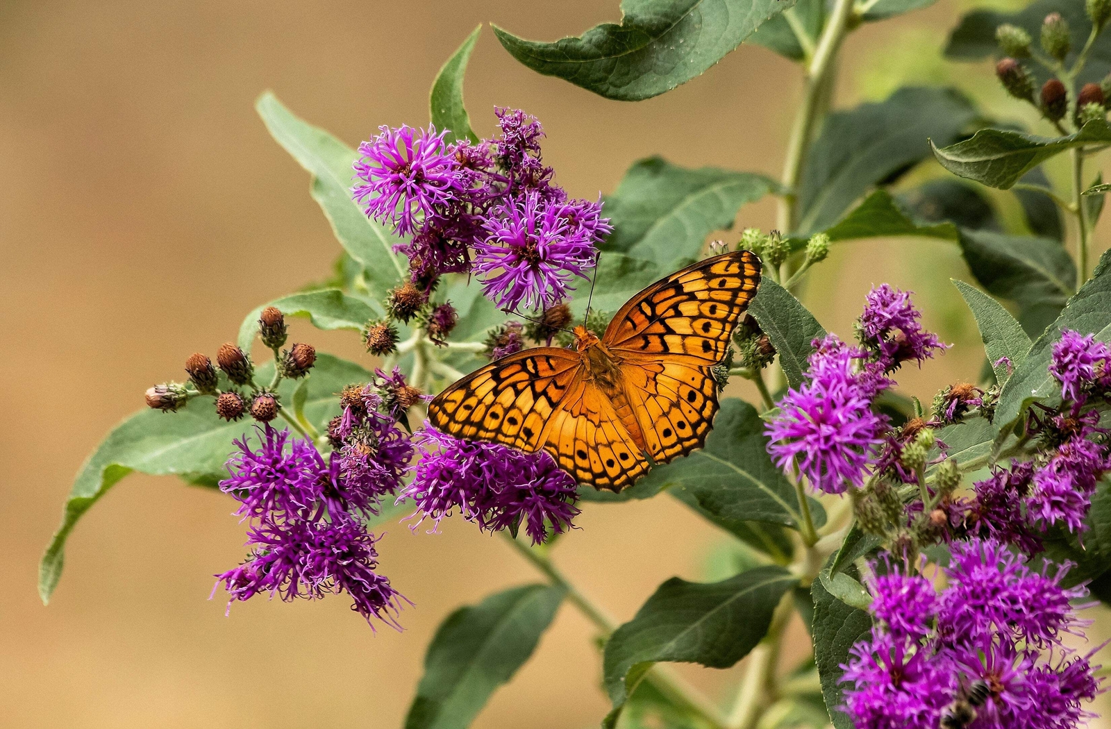 250 PURPLE IRONWEED Vernonia Fasciculata Flower Seeds