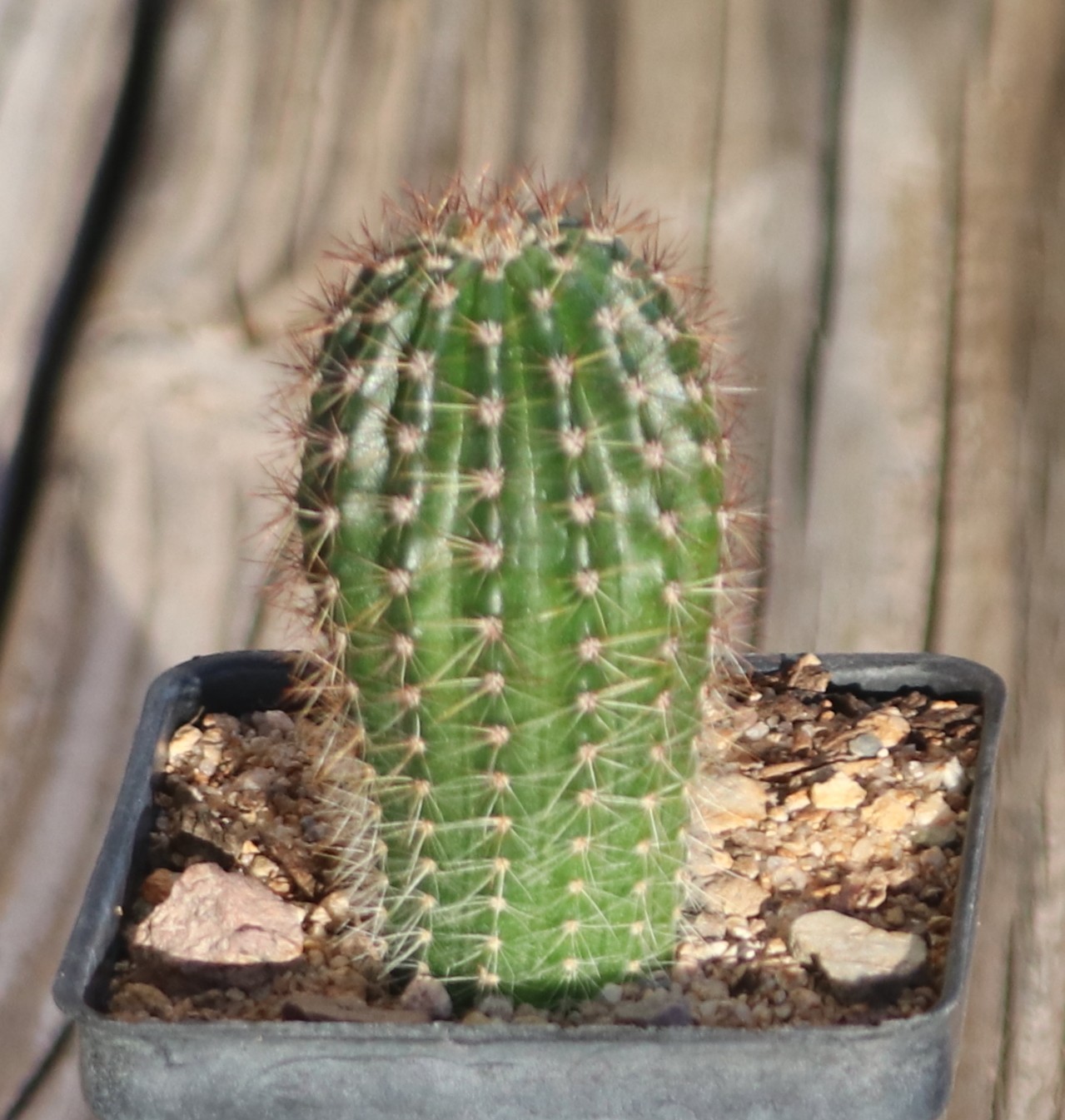 Hildewintera ‘Humke’s Ro Ro’