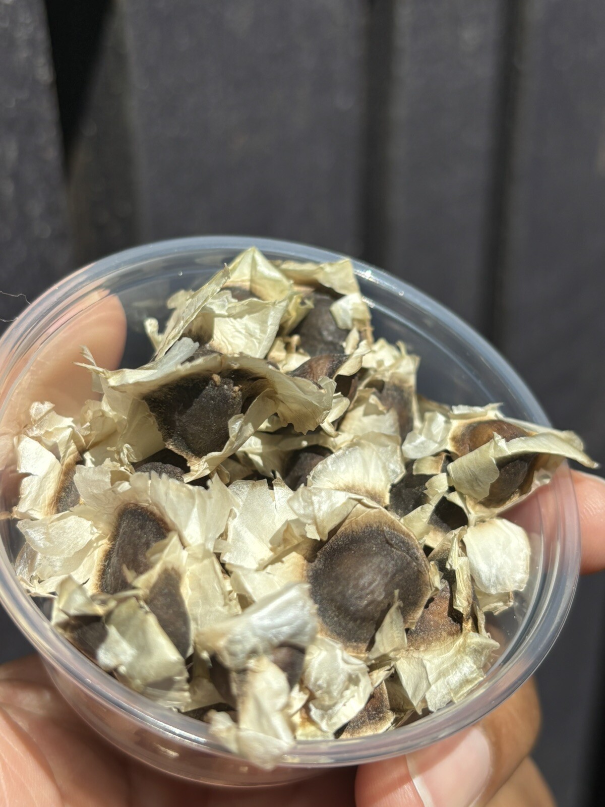 Organic Moringa Seeds NON GMO 8oz