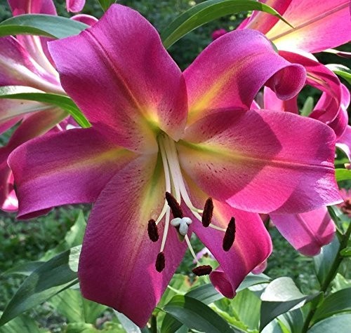 1 – GIANT HYBRID LILY Flower Bulb – Perennial ” INTENSE PINK & YELLOW COLOR “