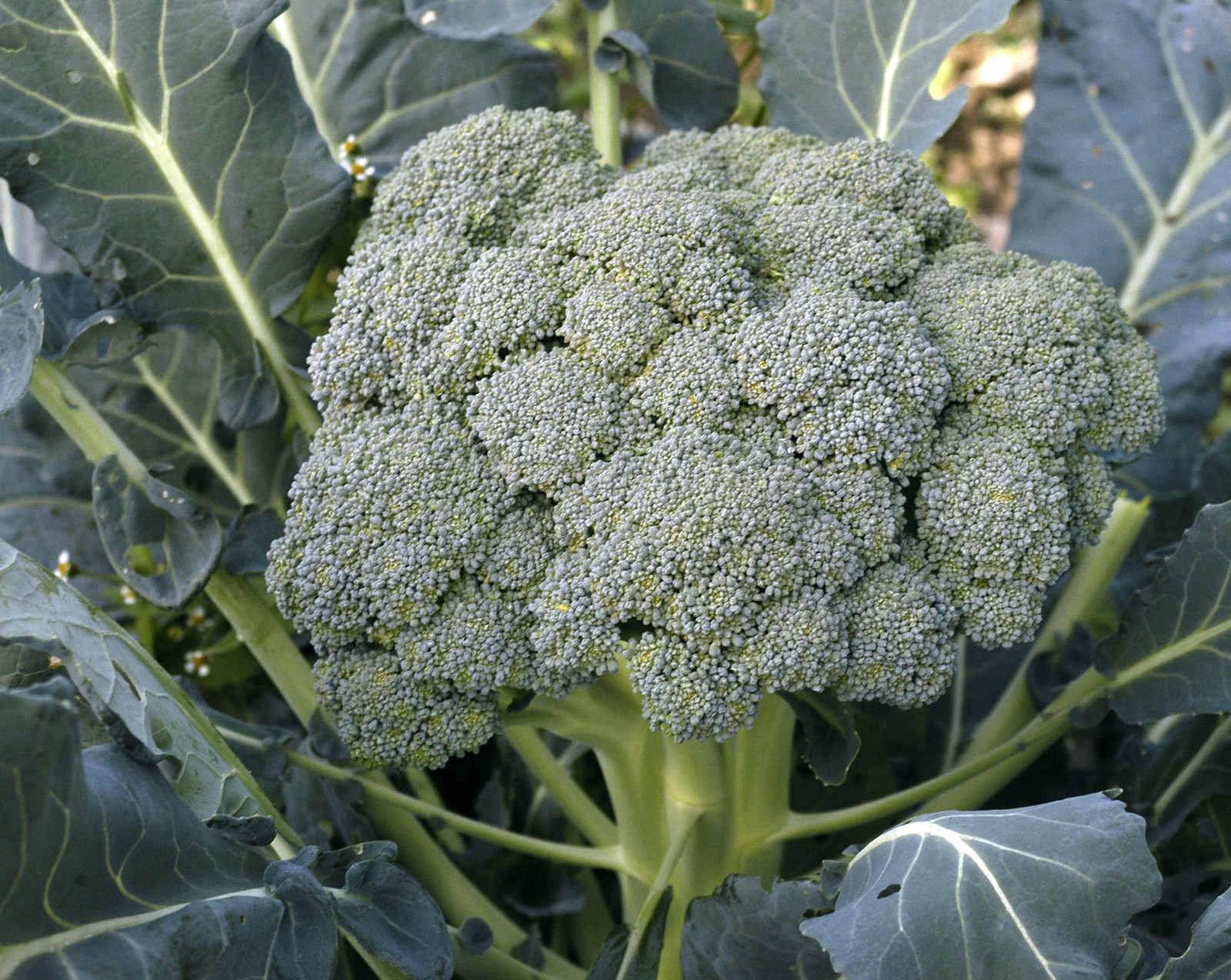 Waltham 29 Broccoli: 100 Seeds