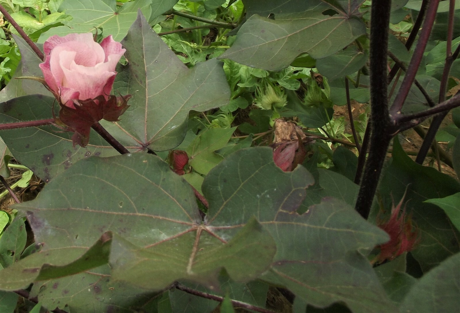 Cotton Green Lint with Burgundy Leaf Extremely Rare Heirloom Ornamental