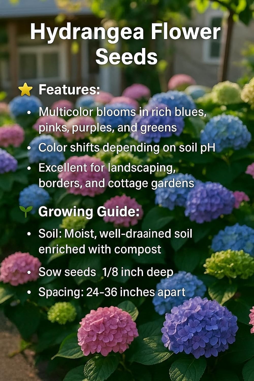 35 Mixed Color Hydrangea Seeds Blue, Pink & Purple Blooming Flower Seeds