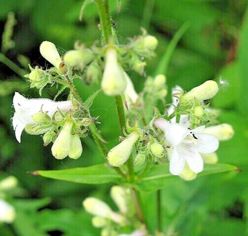 snow white Penstemon digitalis 200 seeds beardtongue, wildflower, EZ to grow