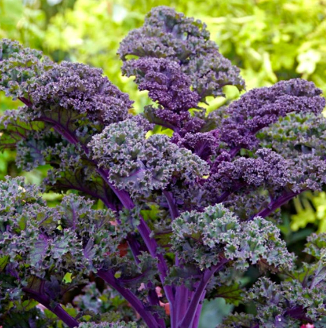 KALE GARDEN BLEND 4 Types Heirloom MicroGreens Saute Healthy Non-GMO 200 Seeds!