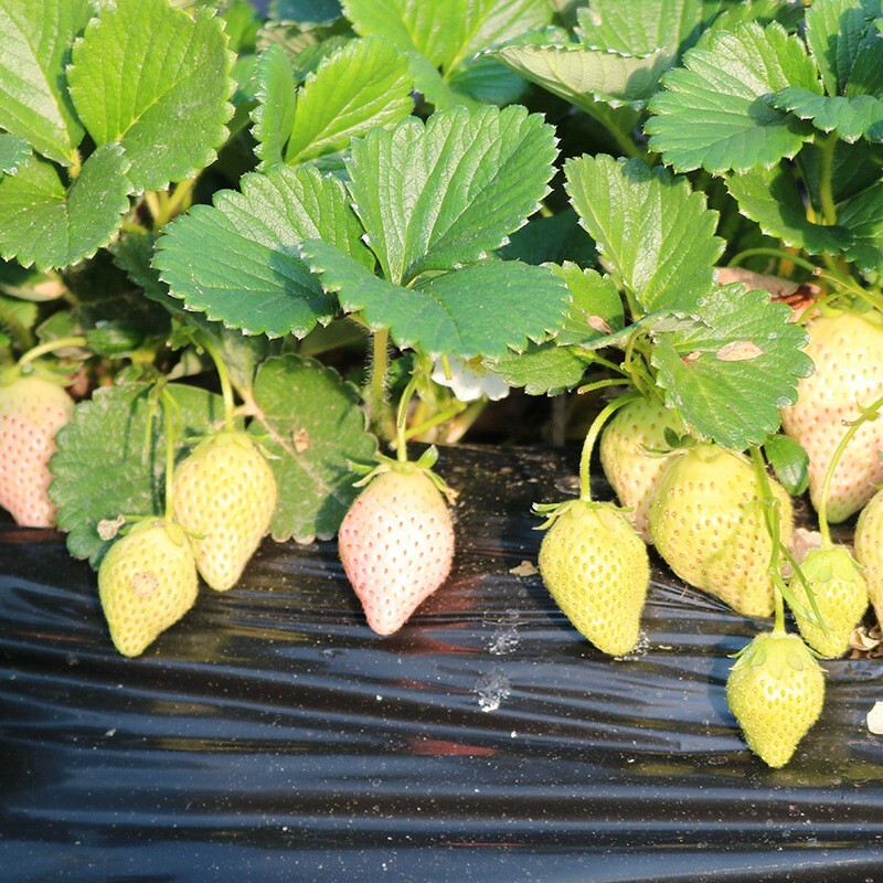 100+White Strawberry Seeds Pineberry Hula berry Alpine berry Container GardenUSA
