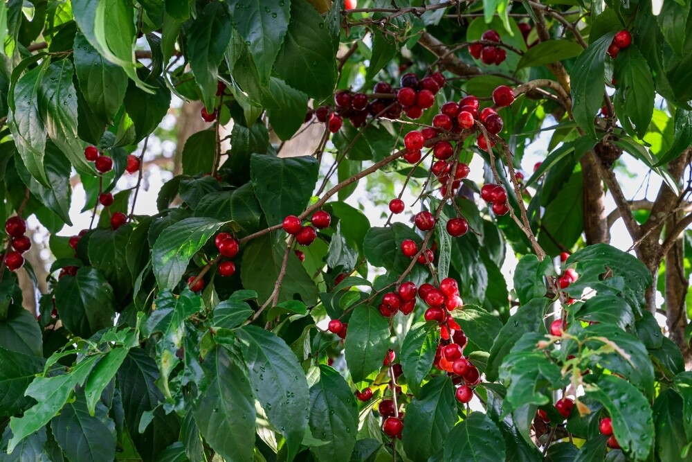 Jamaican Cherry Tree Seeds 30 Seeds