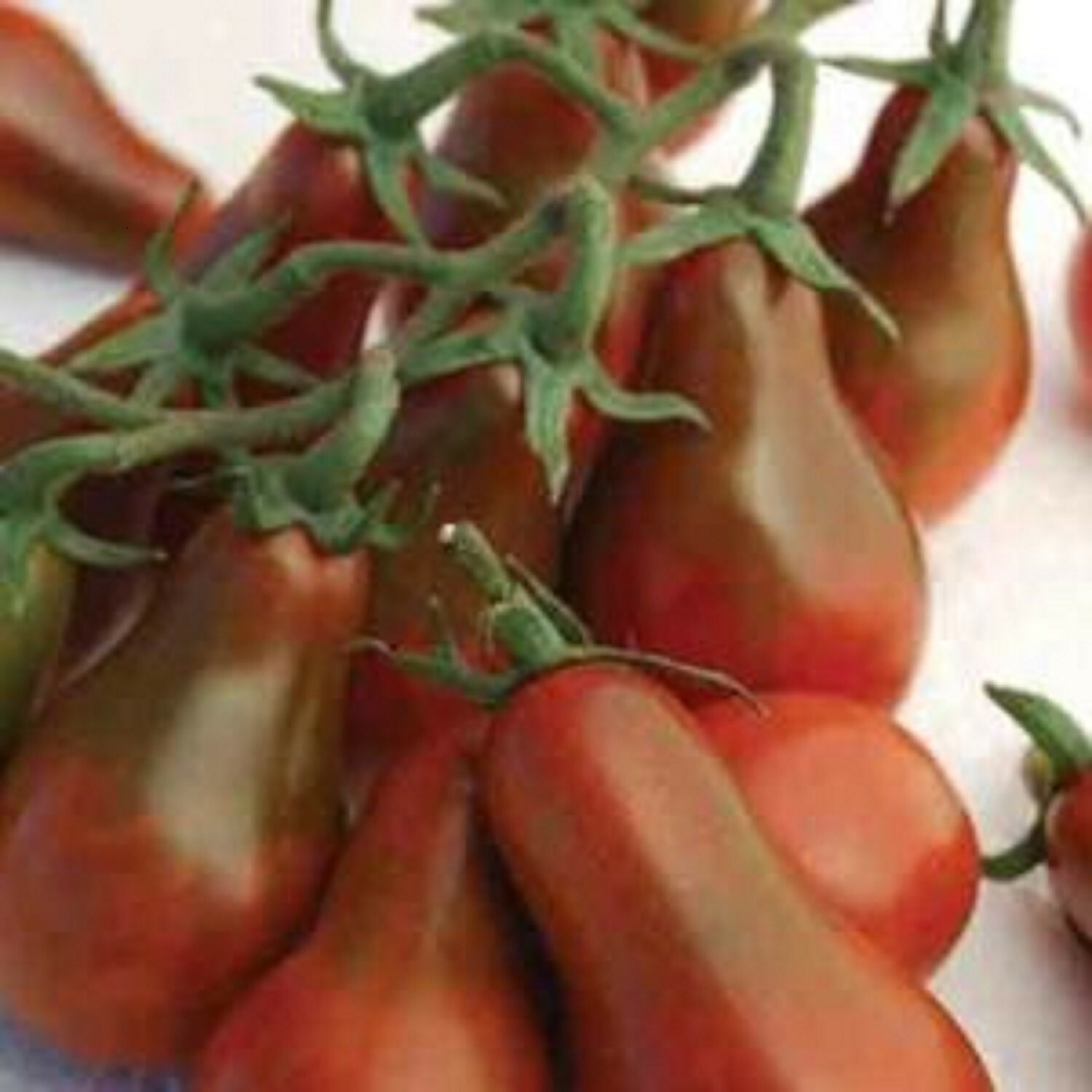 Chocolate Pear – Pear Shaped Cherry – +30 Seeds – Buy any 3 varieties, 20% off!