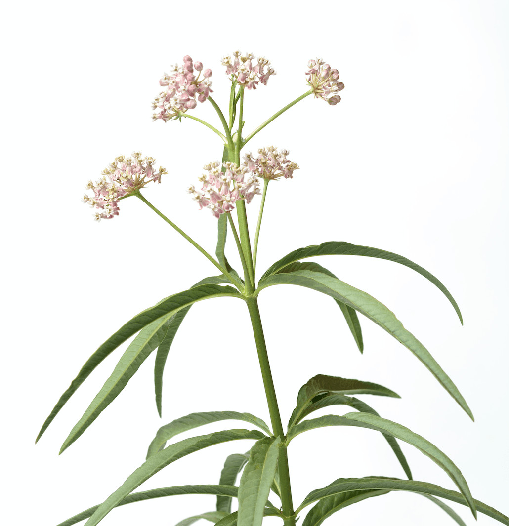 Narrowleaf Milkweed – Asclepias fascicularis