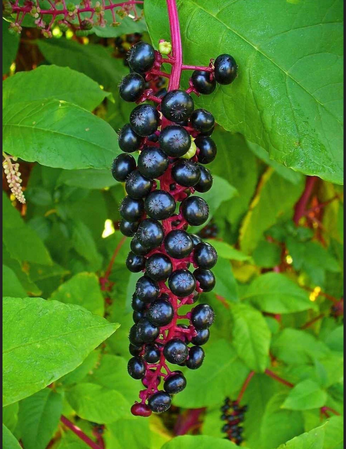 1 starter plant/root of Pokeberry or Pokeweed (Phytolacca americana)