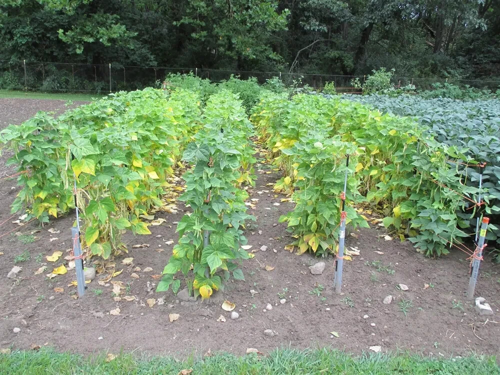 Pinto Bean Seeds | Non-GMO Heirloom Bush Pole Bean Seeds | Fresh Garden Seeds