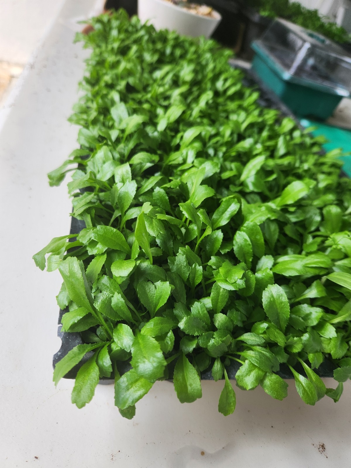 1,000+ Seeds, Recao de Puerto Rico, Culantro, ngo-gai, long coriander, Sofrito