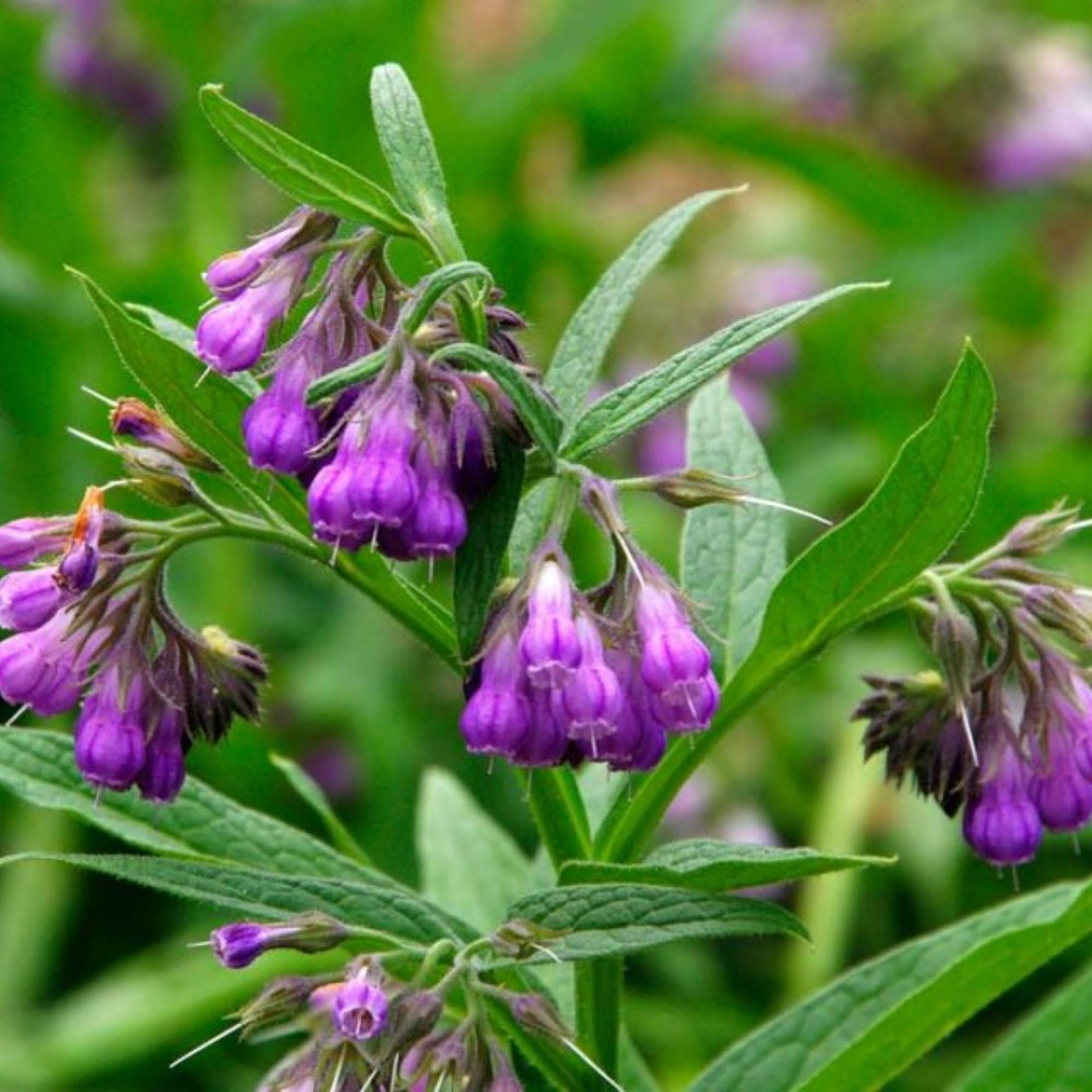 100 Symphytum Officinale Comfrey Seeds – Perennial Purple